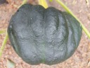 SEEDS BLACK FUTSU PUMPKIN - традиционная японская тыква с мускатным орехом.