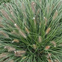TRÁVA rozplenica japonská HAMELN krásne kvetenstvo Latinský názov pennisetum alopecuroides