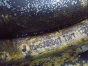 КОЛЕСО ЗАПАСНЕ TERENOWE R16 OPEL MONTEREY I M92 3.1 TD  (18253545341) фото min 8