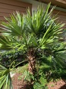 Exotické semená Palmy pre záhradu Palma Morissa Leucothrinax morrisii Hmotnosť 0 g