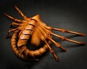 Официальная маска для косплея Alien Predator Facehugger