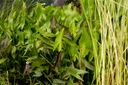 Strzałka australijska Benni do oczka wodnego Rodzaj rośliny przybrzeżne