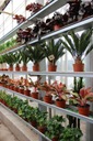 ЗАМИОКУЛКАС (ZAMIOCULCAS) ОЧЕНЬ КРАСИВЫЙ