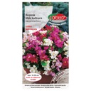 Begonia ružová neustále kvitnúce SEMENÁ TORSEED Stav balenia originálne