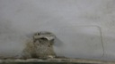 MOULURE GARDE-BOUE DROIT AVANT HYUNDAI TUCSON 87712-2E000photo 10