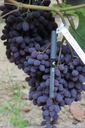 Саженцы винограда. Виноград бессемянный КИШМИШ ЗАПОРОВСКИЙ