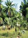 Exotické semená Palmy pre záhradu Palma Morissa Leucothrinax morrisii Charakteristické vlastnosti náročné na slnko nenáročné na starostlivosť zriedkavé
