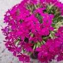 Фиолетовые флоксы Садовые цветы Декоративный ковер Цветочный горшок Многолетние многолетние растения