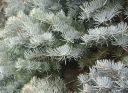 ЕЛЬ ОДНОЦВЕТНАЯ СЕРЕБРИСТАЯ K ABIES CONCOLOR GLAU