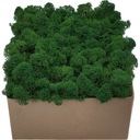 Chrobotek PREMIUM Лесной зеленый мох в картонной упаковке 300г