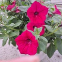 Petunia Hybrida malinowa Balkon Wisząca Doniczka Kwitnąca Kwiaty Do ...