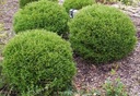 THUJA MR BOWLING BALL ПОсев THUJA THRUB BALL