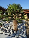 Mrazuvzdorná palma Wagnerov drhnutie do - 24 C vo vašej záhrade semená Latinský názov inna