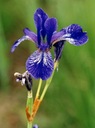 Irys Syberyjski Kosaciec niebieskie kwiaty idealny przy brzegu oczka stawu Rodzaj rośliny przybrzeżne