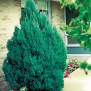 МОЖЖЕВЕЛЬНИК КИТАЙСКИЙ STRICTA JUNIPERUS Саженцы P9