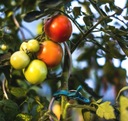 Зажимы для крепления растений томатов 8х5,5см 10 шт. Для столбов