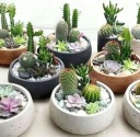 CACTI Набор Микс 5 шт. CACTUS OPUNCIA SUCULENT