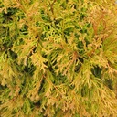 ТУЯ РЕЙНГОЛД ТУЯ DWARF THUJA GOLDEN P9