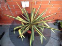 Yucca filamentosa &quot;Color Guard&quot; XXL Rodzaj rośliny Inny