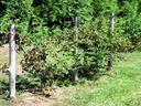 Ostružina beztŕňová TRIPLE CROWN Sadenice v kvetináči Latinský názov rubus fruticosus