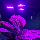 Лампа для выращивания растений Светодиодная панельная лампа