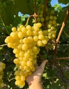 Виноград для вина и соков Солярис. Саженцы винограда