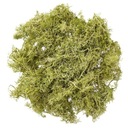 СВЕТЛО-ЗЕЛЕНЫЙ МОХ 30Г