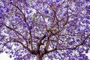 Semená stromu Bonsai cisárska paulownia Značka žiadna značka