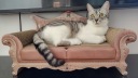 Когтеточка для кошек из картона ДИВАН Кровать Cardboard XL