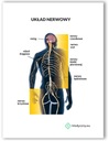 Анатомическая доска MEDICAL NERVous System.EU