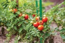 TYCZKA PODPORA PALIK POMIDORÓW PAPRYKI KWIATÓW ROŚLIN WARZYW 150CM 10 SZTUK Producent GardenLine