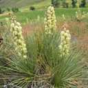 Mrazuvzdorná Juka -40°C Yucca Glauca pre záhrady Juka Strieborná 5 semien Odroda Yucca Glauca - Juka Srebrzysta - Juka Sina