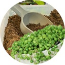 Земля — жемчужной нитке старика Роули Pro