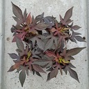 Саженцы картофельной ивы Ипомея Бататас декоративные для листьев садовой рассады