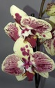 ФАЛЕНОПСИС орхидея 11