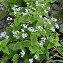 Brunera veľkolistá BETTY BOWRING Brunnera Biele kvety Sadenice 1L Latinský názov brunnera macrophylla