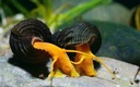 Улитка Tylomelania Orange Rabbit akwa_fan
