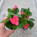 Begonia Semperflorens Sadzonka Doniczkowa Wiecznie Kwitnąca Kwiat Do Ogrodu