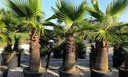 Exotické semená Palmy Washingtonia robusta Palma Washingtonia odolná Charakteristické vlastnosti náročné na slnko nenáročné na starostlivosť zriedkavé