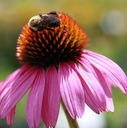 Rudbekia Echinacea Purpurová (Echinacea Purpurea) medonosné semená 50 ks Farba kvetu ružová