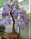 Глициния китайская Wisteria Sinensis для бонсай и не только, семена 1 шт.