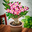 ADENIUM OBESUM XL DESERT ROSE БОЛЬШОЙ ПЛОТНЫЙ саженец 35-50 СМ