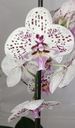 Орхидея ФАЛЕНОПСИС 6 большая губа
