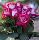 Róża wielkokwiatowa - Różowo-biała DUŻE KWIATY DONICZKA 4 LITRY Producent SŁARO Najpiękniejsze Róże