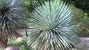 Mrazuvzdorná Jukka Rostrata (Yucca rostrata) do - 20 C semená 3 ks Latinský názov inna