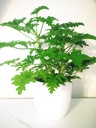 Герань Ангинка Лекарственное растение Pelargonium Graveolens XL АНТИКОМАРНАЯ