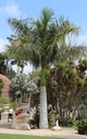 Exotické semená Palmy Kráľovská palma Rojston Roystonea regia 'Florida' Štýl japonská záhrada moderná záhrada stredomorská záhrada