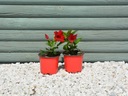 Мандевилья Дипладения цветущая лиана красные цветы для балкона P12