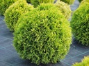 ТУИЯ AMBER GLOW THUJA OCCIDENTALIS ПОСЕВ P9