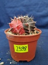 Gymnocalycium michanovchii variegated 2398p - PC2005G